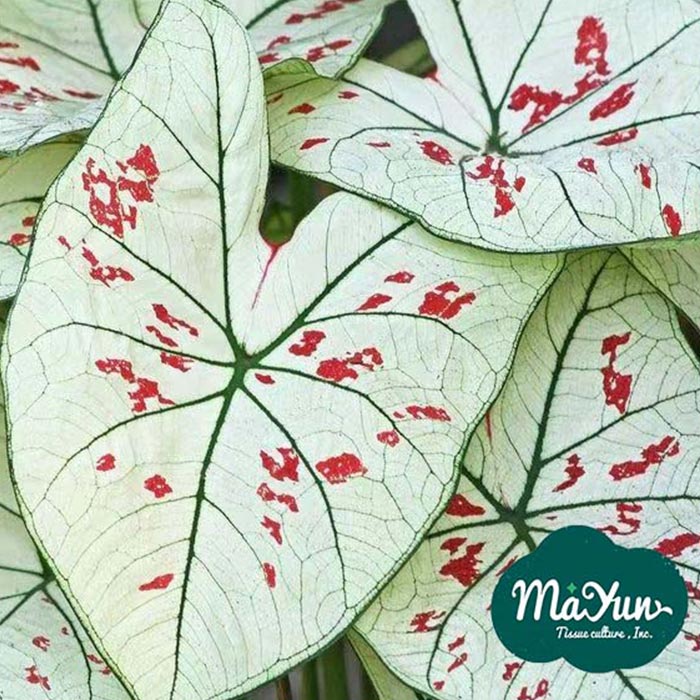 Caladium 'Strawberry Star'