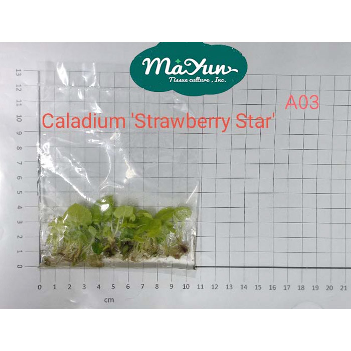 Caladium 'Strawberry Star'