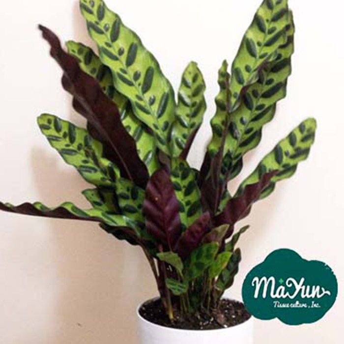 Calathea Insignis