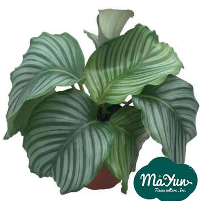 Calathea Orbifolia