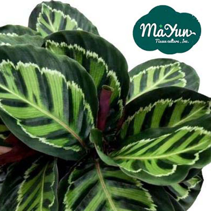 Calathea Roseopicta