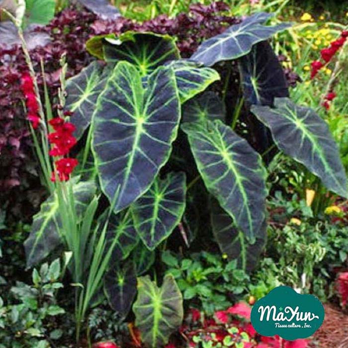 Colocasia esculenta‘Illustris’