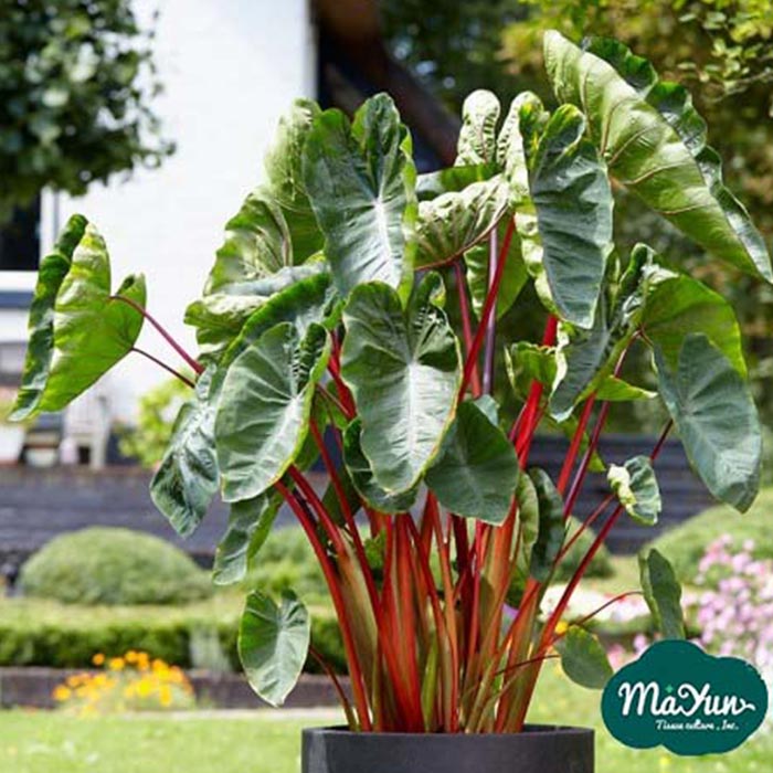 Colocasia esculenta‘ Punch’