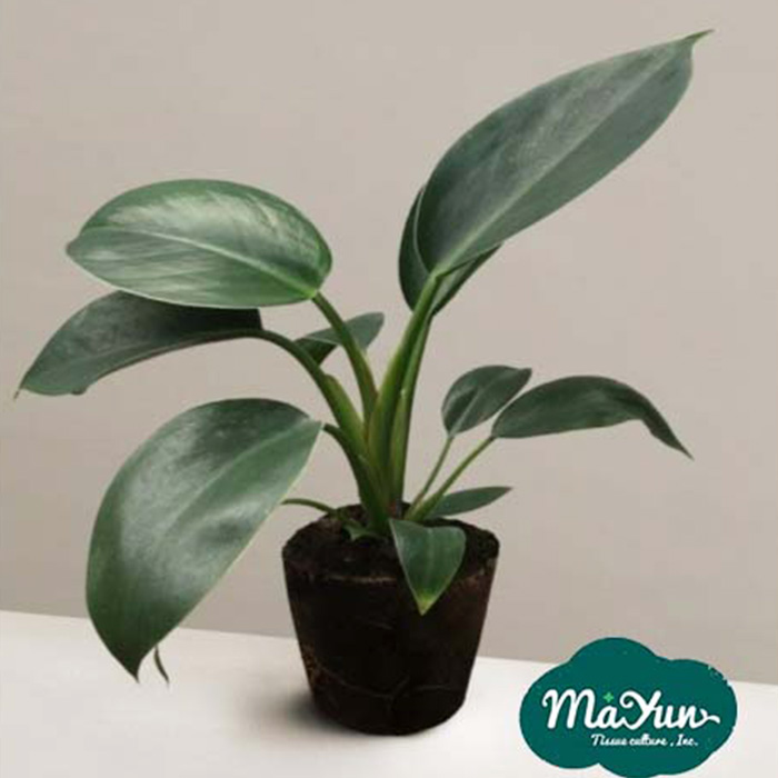 Philodendron‘Congo Apple’