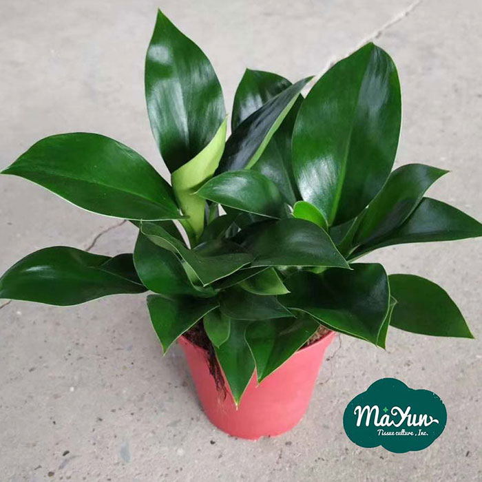 Philodendron‘Green Princess’