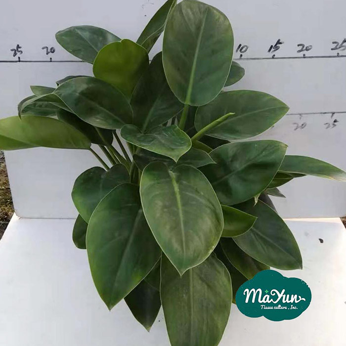 Philodendron‘Million’