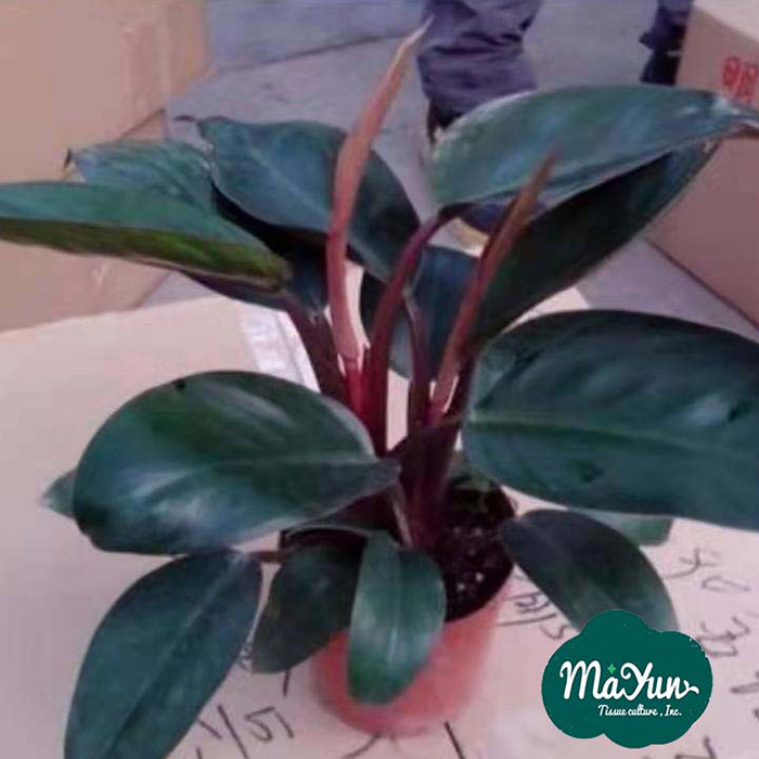 Philodendron‘Rojo Congo’