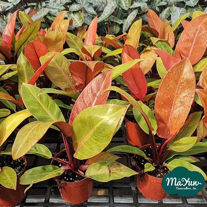 Philodendron‘Sun red ’