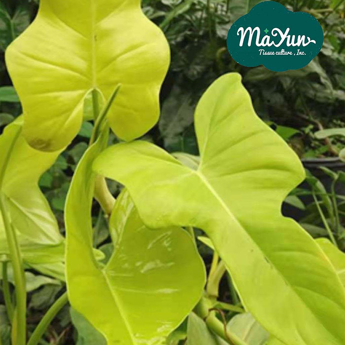 Philodendron bipennibolium‘ Aurea’