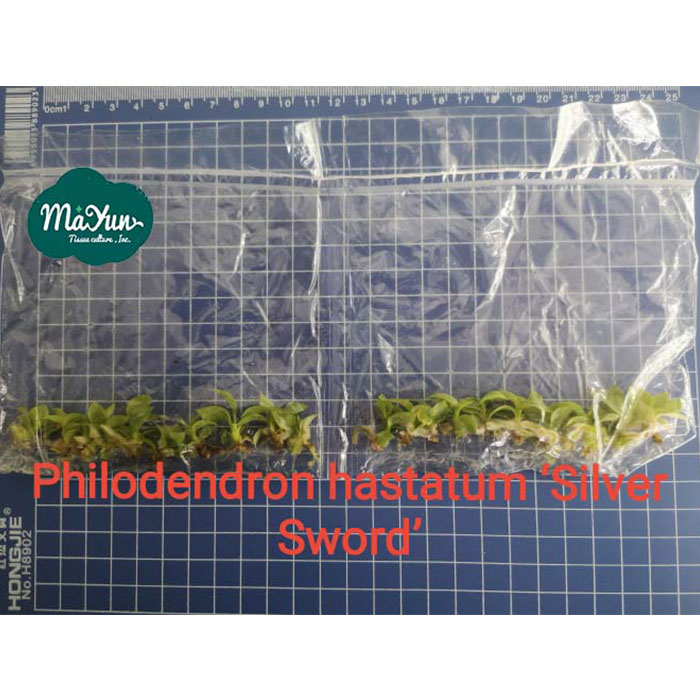 Philodendron hastatum‘Silver Sword’