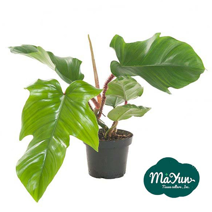 Philodendron squamiferum