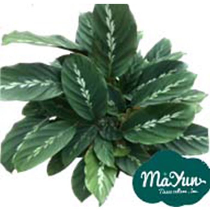 Calathea louisae‘Maui Queen’