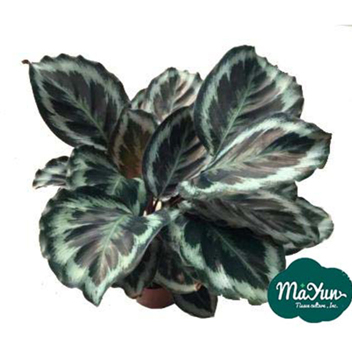 Calathea roseapicta‘Black Rose’