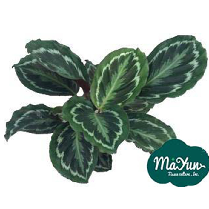 calathea roseopicta  ‘Medallion’