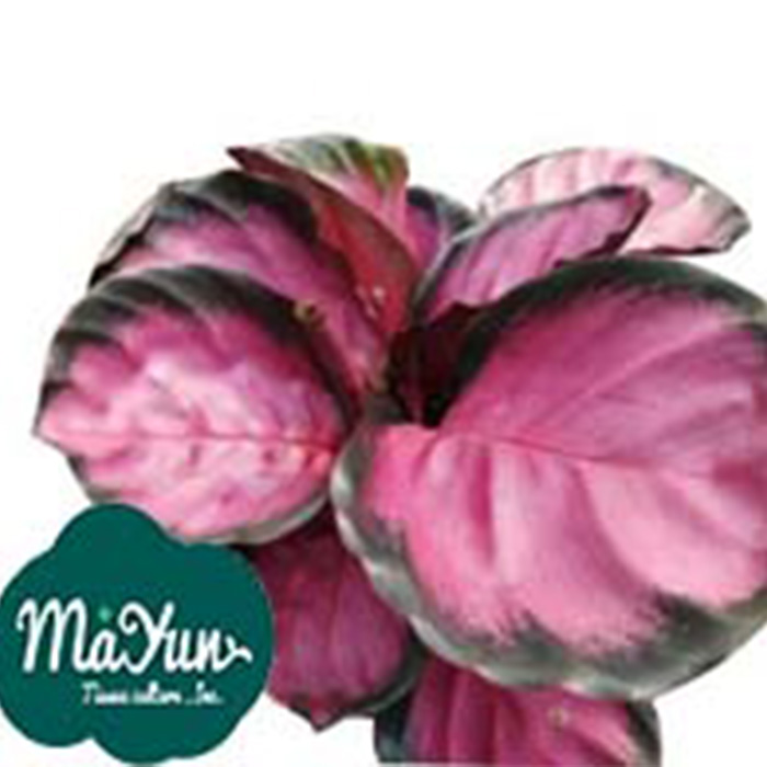 Calathea Roseopicta 'Rosey'