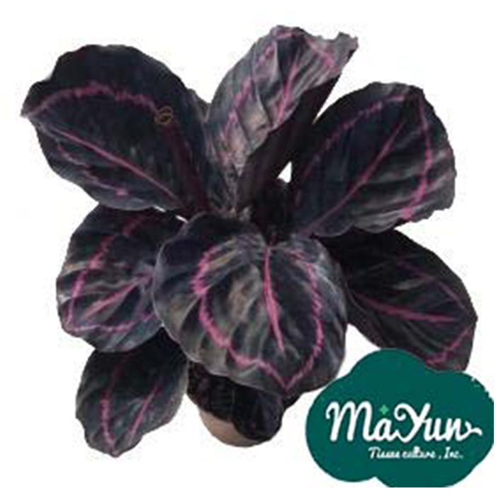 Calathea roseopicta‘Dottie’