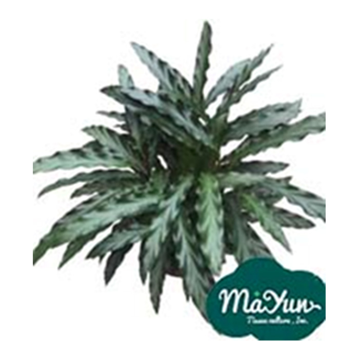 Calathea rufibarba