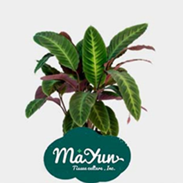 Calathea Warscewiczli