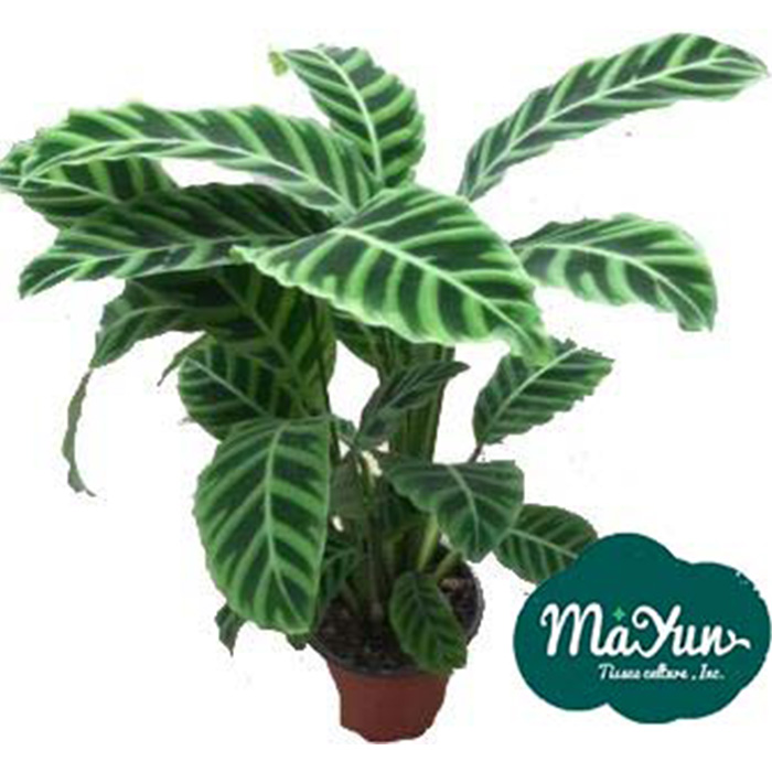 Calathea Zebrina