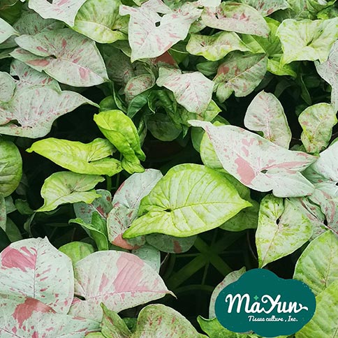 Spathiphyllum & Syngonium