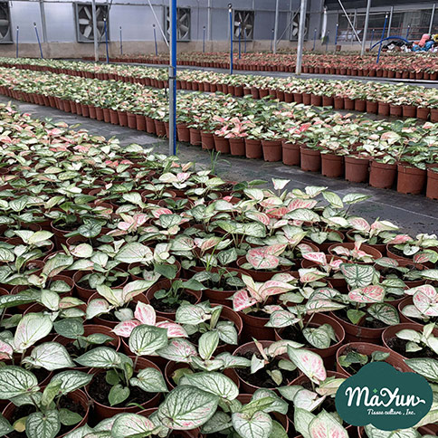 Caladium & Xanthosoma