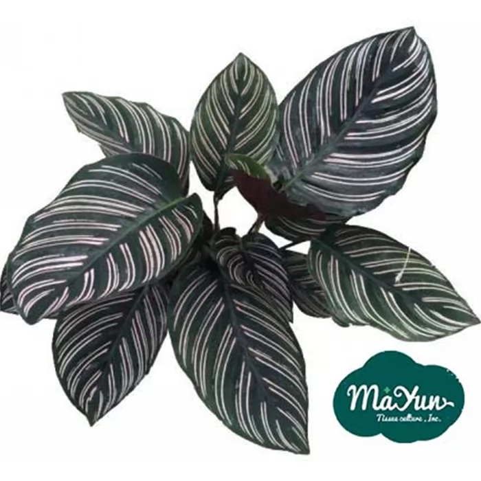 Precautions for Caring the Calathea Ornata