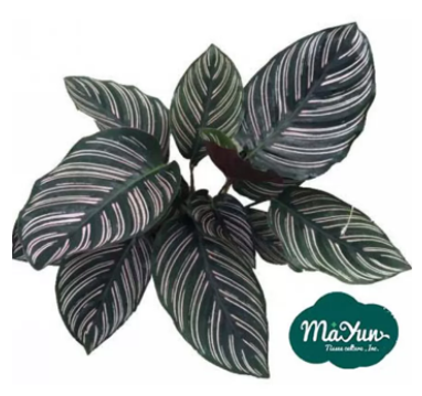 Calathea Roseopicta Care Guide