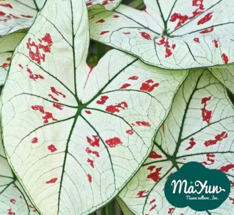 Plant Care Tips: The Caladium Strawberry Stars