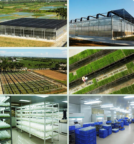 MaYun Agriculture Development Limited